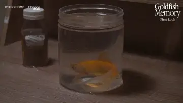 Задник к фильму "Goldfish Memory" #1184217