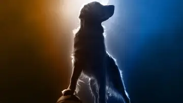 Задник к фильму "Air Bud Returns" #632435