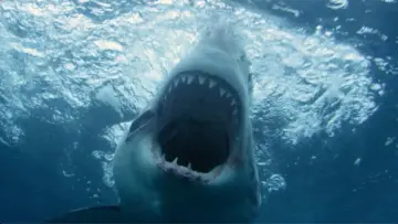 Задник к фильму "Great White North Invasion" #1172367