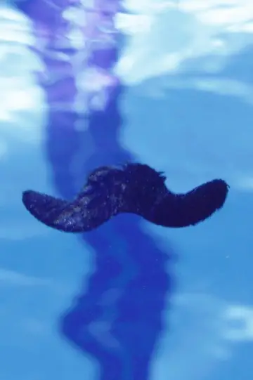 Постер к фильму "A Hair