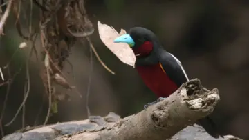 Задник к фильму "Bornéo, la forêt miraculée" #981036