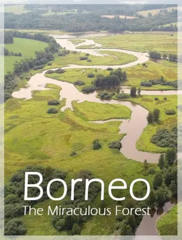 Постер к фильму "Bornéo, la forêt miraculée" #981037