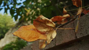 Задник к фильму "Kırağı Tutmuş Yaprak" #776788