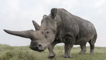 Задник к фильму "The Last Rhinos: A New Hope" #1583560