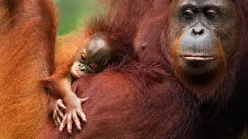 Задник к фильму "Orang-Utans - Borneos Waldmenschen" #922228