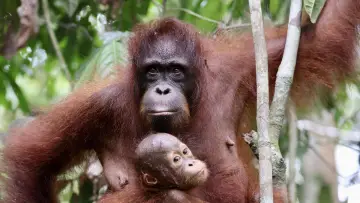Задник к фильму "Orang-Utans - Borneos Waldmenschen" #922229