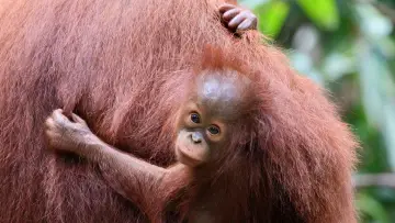 Задник к фильму "Orang-Utans - Borneos Waldmenschen" #922230