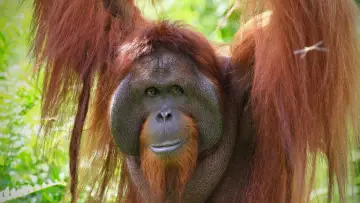 Задник к фильму "Orang-Utans - Borneos Waldmenschen" #922231