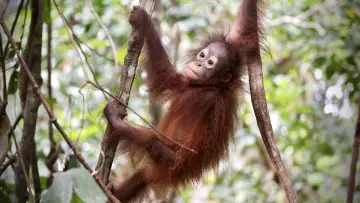 Задник к фильму "Orang-Utans - Borneos Waldmenschen" #922232