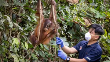 Задник к фильму "Orang-Utans - Borneos Waldmenschen" #922233