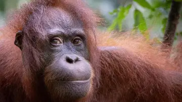 Задник к фильму "Orang-Utans - Borneos Waldmenschen" #922234
