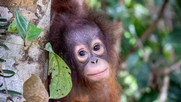 Задник к фильму "Orang-Utans - Borneos Waldmenschen" #922235