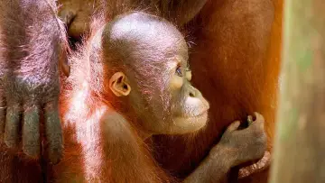 Задник к фильму "Orang-Utans - Borneos Waldmenschen" #922236