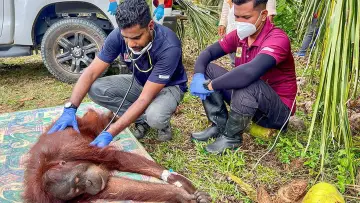 Задник к фильму "Orang-Utans - Borneos Waldmenschen" #922238