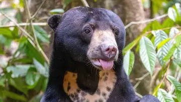 Задник к фильму "Orang-Utans - Borneos Waldmenschen" #922239