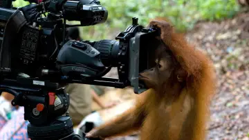 Задник к фильму "Orang-Utans - Borneos Waldmenschen" #922241