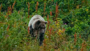 Задник к фильму "The Bear Beneath" #539354