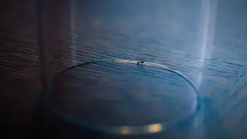 Задник к фильму "The Ant" #1191990