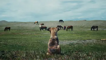 Задник к фильму "La Perra" #819615
