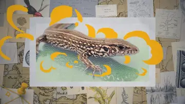 Задник к фильму "Darwin express - Les nouveaux défis de l
