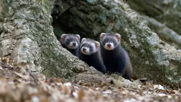 Задник к фильму "Polecat – Europe’s Relentless Hunter" #1191775