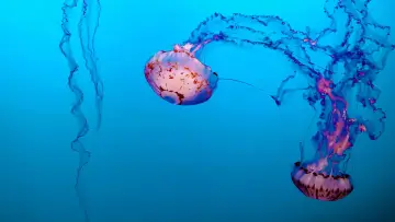 Задник к фильму "Méduses les souveraines des océans" #978092