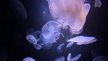 Задник к фильму "Méduses les souveraines des océans" #978094
