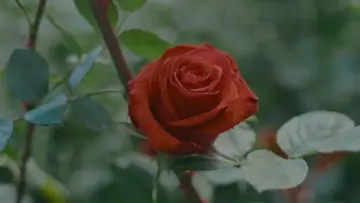 Задник к фильму "From Ecuador With Love" #822085