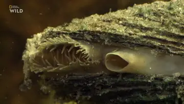 Задник к фильму "Deep Sea Dwellers" #878825