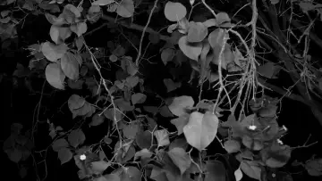 Задник к фильму "between tea and the ashtray" #919597
