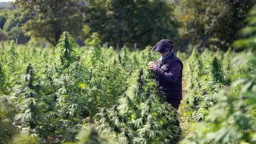 Задник к фильму "Cannabis, un paradoxe français" #1589728
