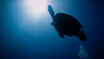 Задник к фильму "Return: Salvando a las Tortugas" #543132