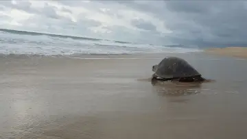 Задник к фильму "Return: Salvando a las Tortugas" #543134