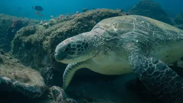 Задник к фильму "Return: Salvando a las Tortugas" #543137