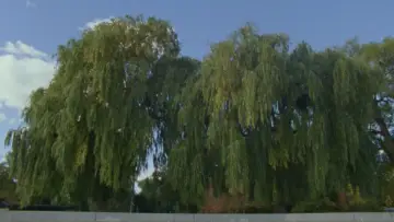 Задник к фильму "Willow World" #777813
