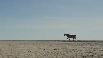Задник к фильму "Guided by Horses" #957995