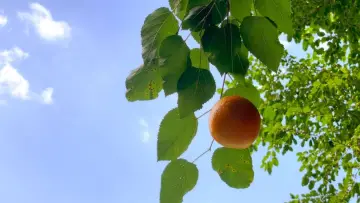 Задник к фильму "Tangerine" #568681