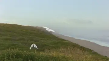 Задник к фильму "Reel #1: Surfing with Butterflies" #1657332