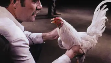 Задник к фильму "Supercock" #694175