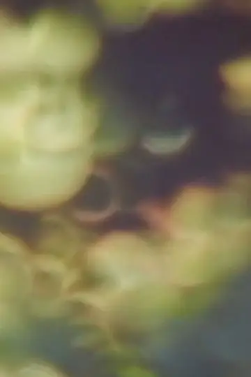 Постер к фильму "Refractions in Green" #574475