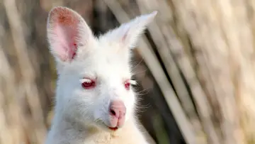 Задник к фильму "Tasmania: Weird and Wonderful" #981542