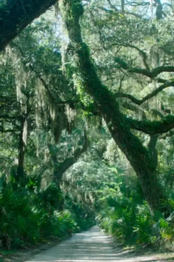 Постер к фильму "The Horses of Cumberland Island" #803925