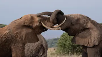 Задник к фильму "Tusker: Brotherhood of Elephants" #1173046