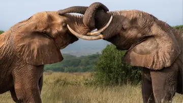 Задник к фильму "Tusker: Brotherhood of Elephants" #1840865