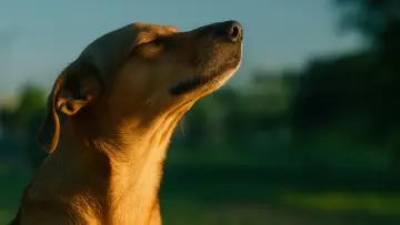 Caju, Meu Amigo постер