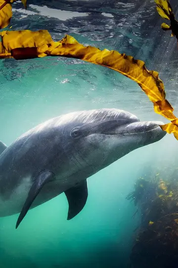 Постер к фильму "Why We Love Dolphins" #803370