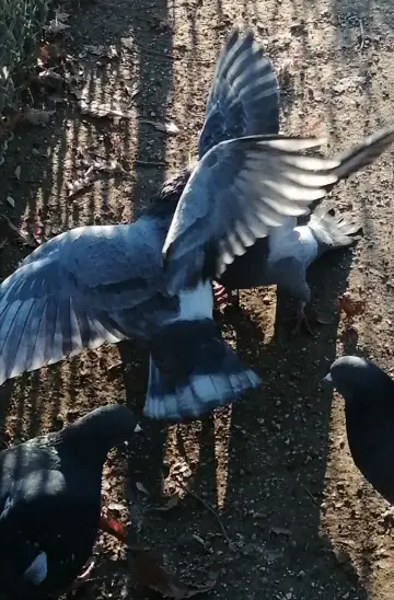J'ai vu des oiseaux-moqueurs ricaner sous le soleil de Valence