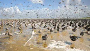 Im Licht der Sandbank постер