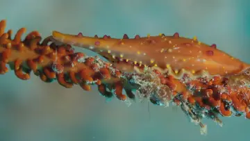 Задник к фильму "Shells: Shaped by Nature" #1159090