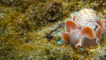 Задник к фильму "Shells: Shaped by Nature" #1159092